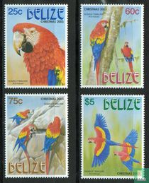 Scarlet Macaw