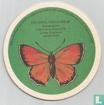 Vlinder: Lycaena Virgaureae