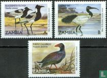 Vögel
