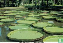 Giant water-lilies - Pamplemousses