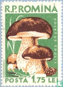 Champignons