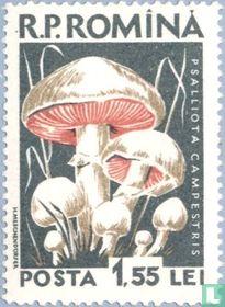 Champignons
