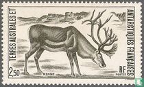 Reindeer