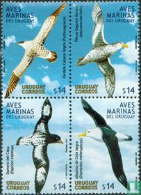 Sea birds