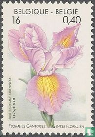 Iris spuria kopen