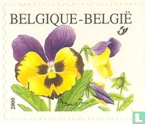 Pansy for sale