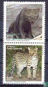 Chats sauvages