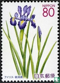 Flowers from Niigata for sale