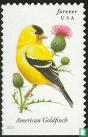 Songbirds