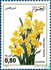 Narcisse