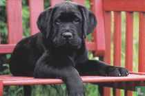 Labrador