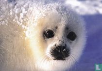 Dieren: Zeehond (3NA1-NL2)