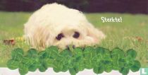Sterkte > Hond