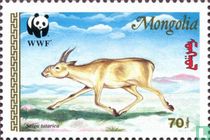 Saiga
