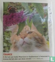 Trance
