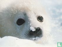 Dieren: Zeehond (S94-54)