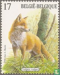 Red fox