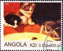 Cats    for sale