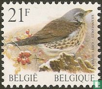 Kramsvogel kopen