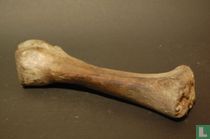 Gefossiliseerd scheenbeen van paard of rund