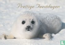 Dieren: Zeehond (20NM1-H5)