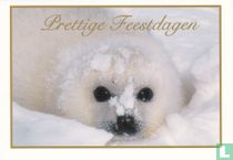 Dieren: Zeehond (21NK1-H1)