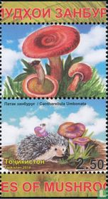 Champignons   
