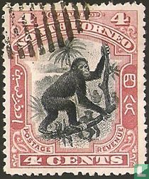 Orangutan