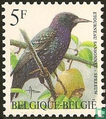 Étourneau sansonnet acheter