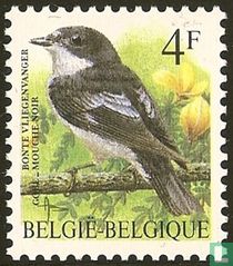 European pied flycatcher for sale