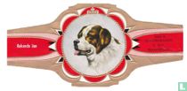 Bernhardiner-Hund