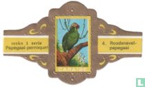 Red navel Parrot 