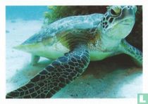 Schildpad