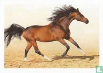 Paard