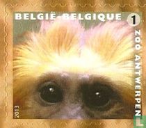 Tamarin lion à tête dorée