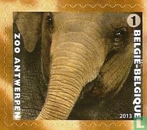 Éléphant d'Asie