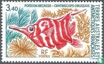 Poisson bécasse