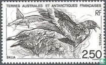 Skua