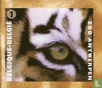 Tigre
