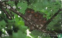 Three Baby Owls