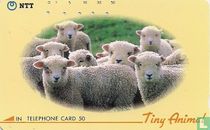 Tiny Animals - Sheep