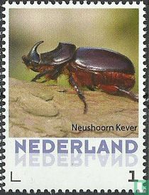 Beetles - Rhinoceros Beetle