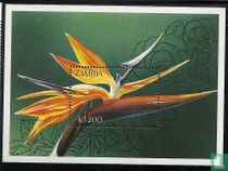 Bird of paradise