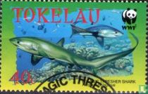 Pelagische voshaai
