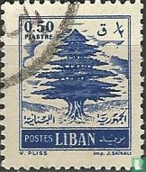 Cedar