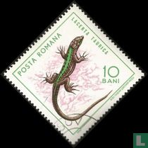Balkan wall lizard