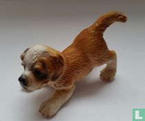 St. Bernard Puppy