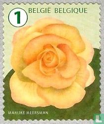 Bégonia tubéreux