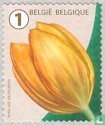 Tulp