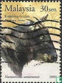 Kambing Gurun